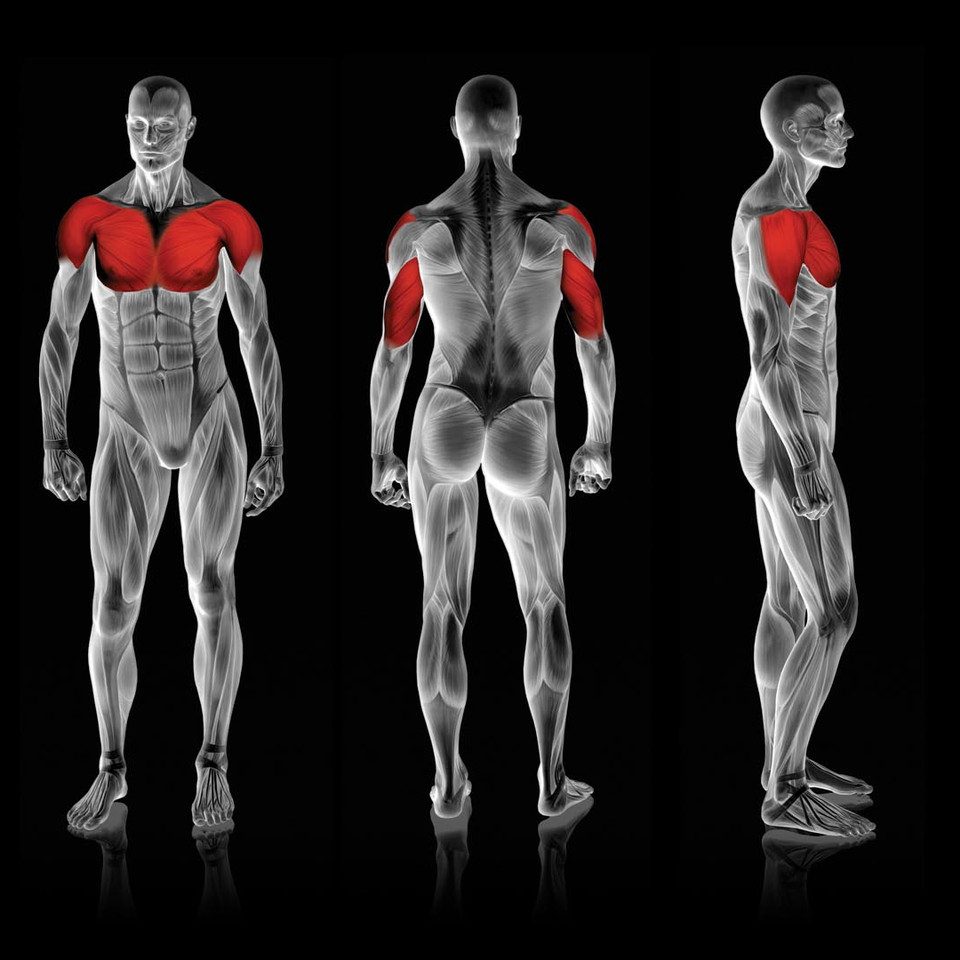 Rogers Shoulder Incline - Image 2