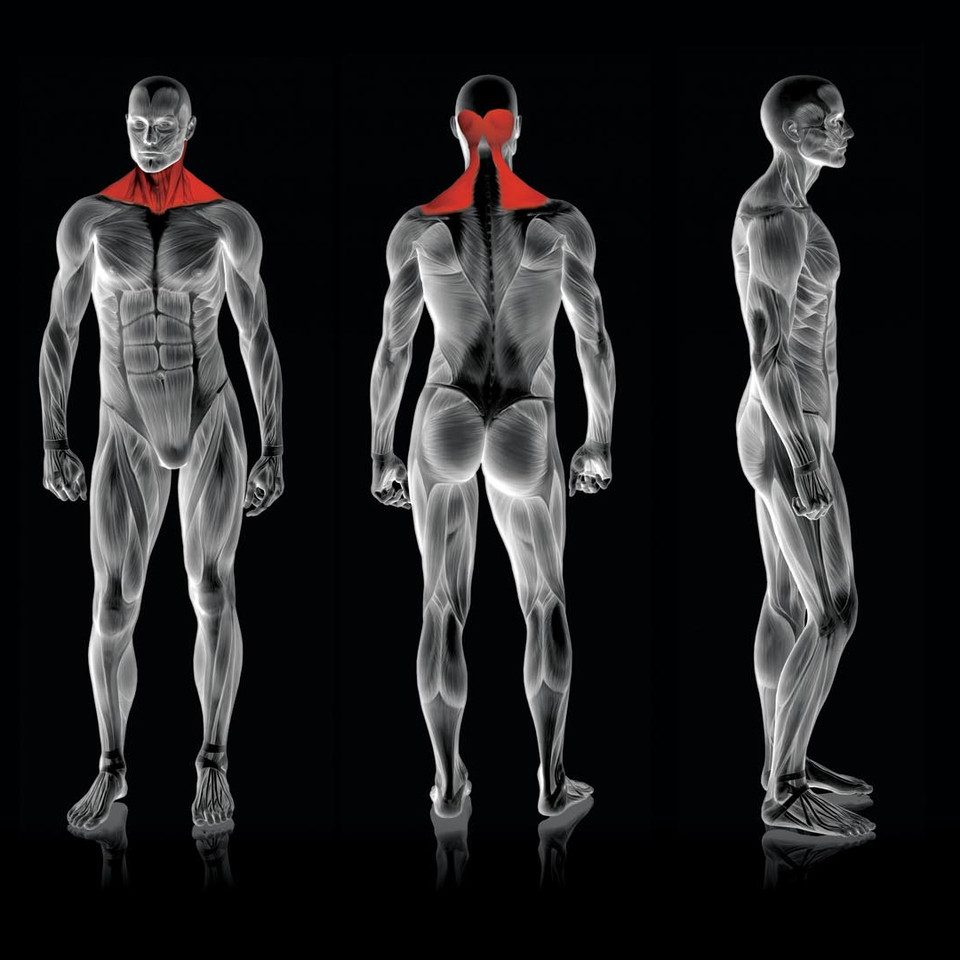Rogers 4-Way Neck - Image 2